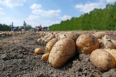 AgroProeftuin de Peel op landelijke velddag Experimenteergebieden