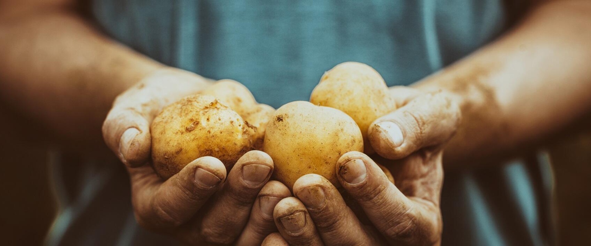 Brabantse aardappelindustrie werkt samen aan waterbesparing