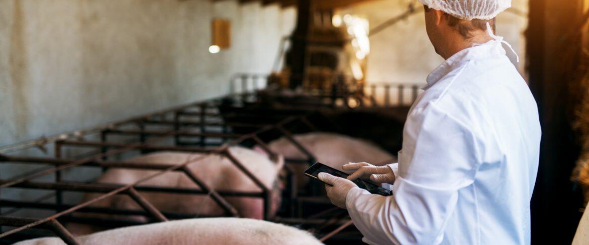 Doorbraak in Slimme Varkensketen van AgriFoodInnovation