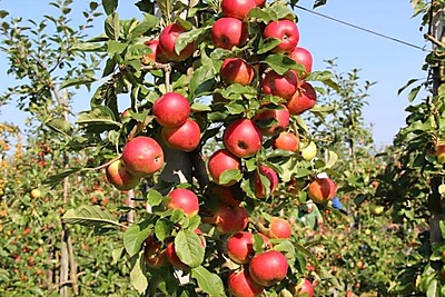 Harrie van den Elzen, een van de eerste biologische fruittelers in Nederland