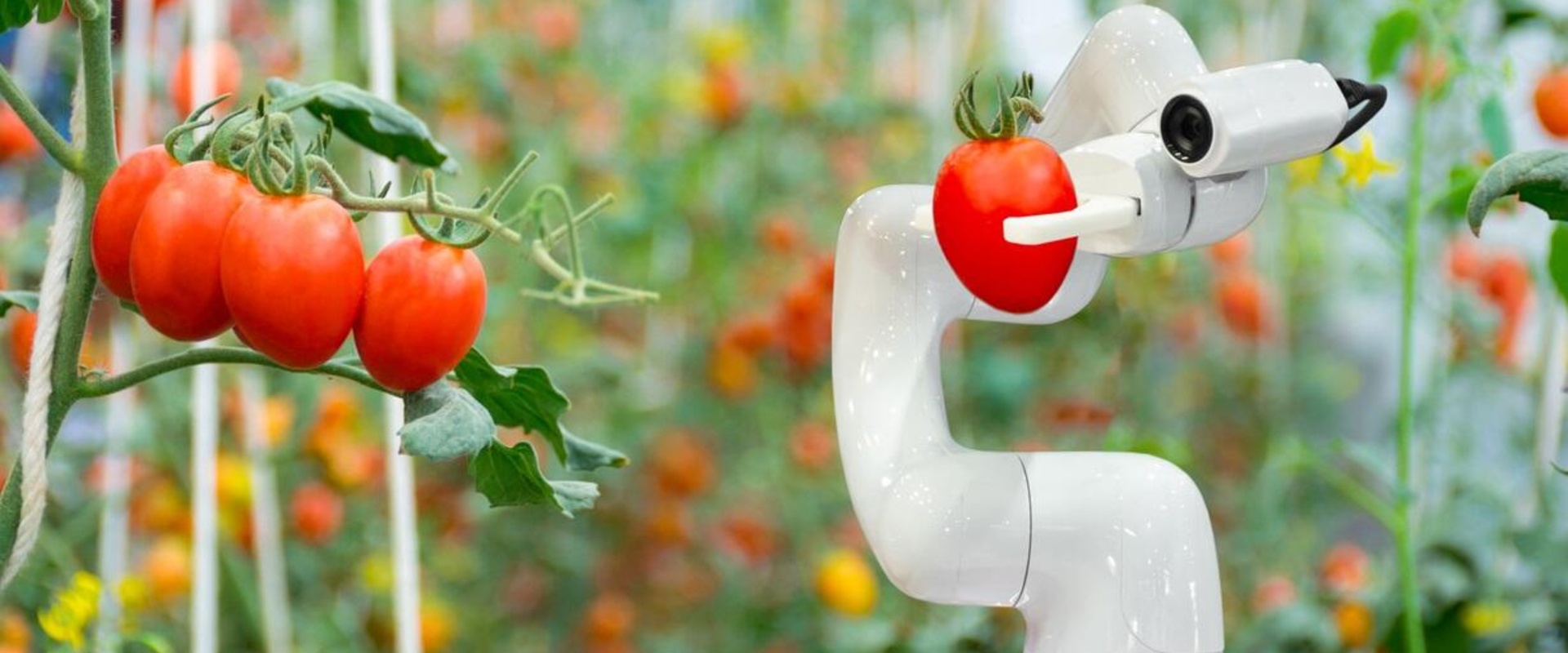 Innovatiekracht Nederlandse voedselsector in beeld gebracht