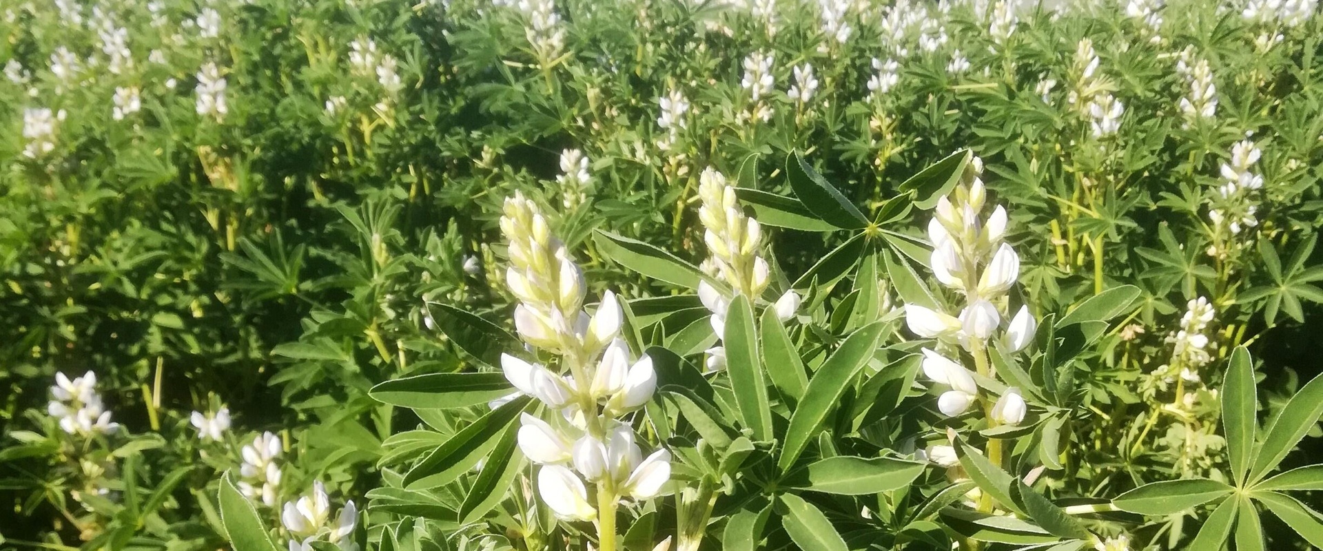 Lekker Lupine en LuPeel versnellen samen de eiwittransitie