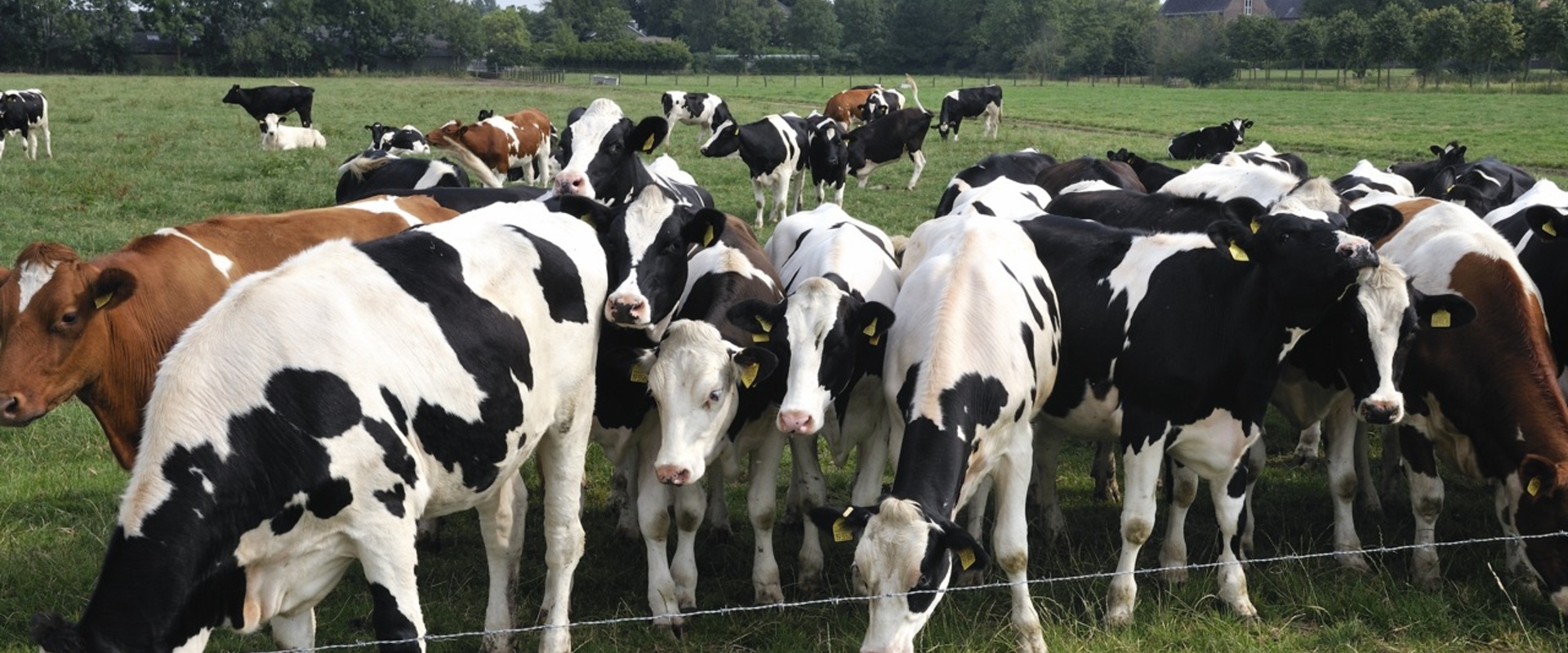 MSD Animal Health en KWIC starten incompany opleiding procesoperator