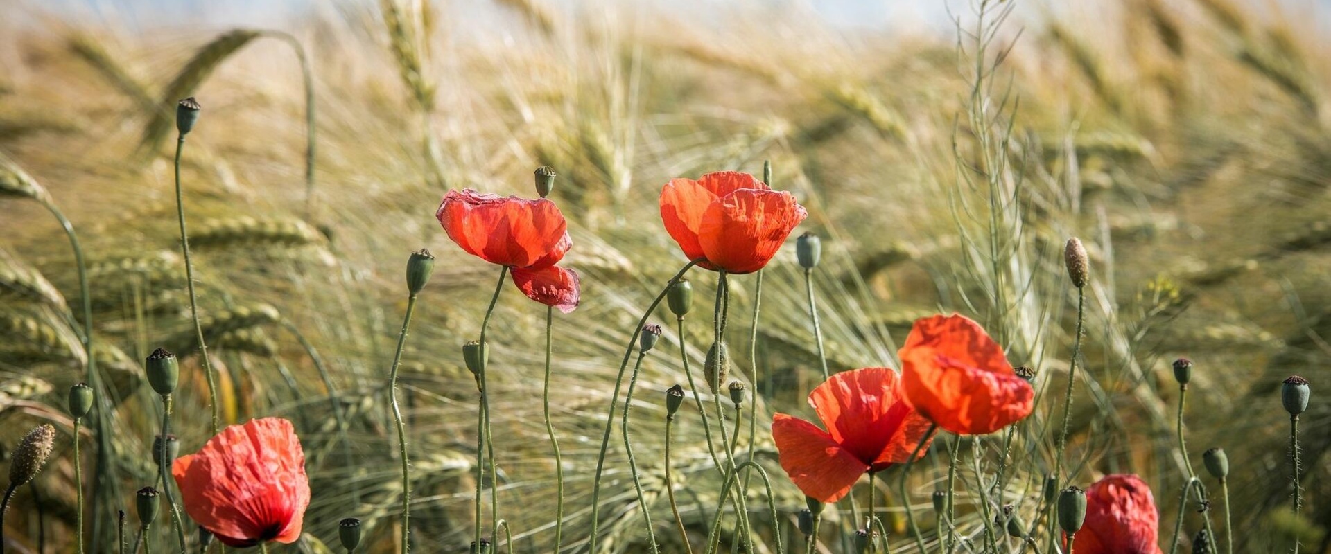 Ondersteuning voor overstap naar natuurinclusief boeren